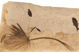 Outstanding, Fossil Palm and Fish Mural - Green River Formation #306521-2